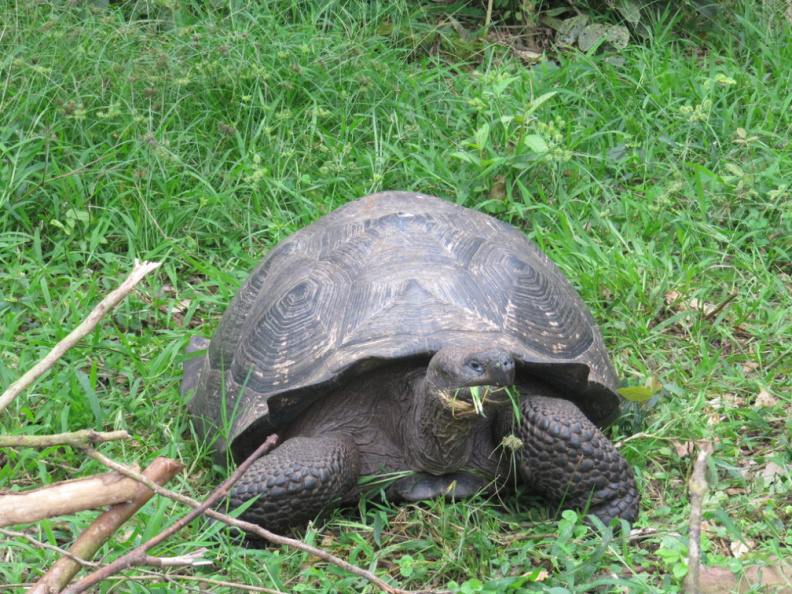 una de las primeras (y tantas) tortugas gigantes