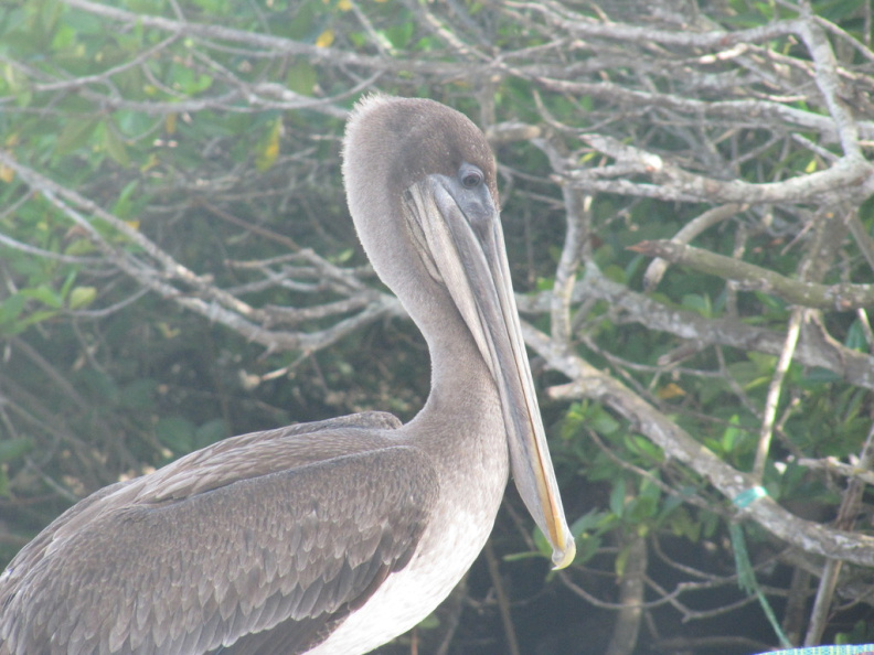 Un pelicano esperando un pescadito