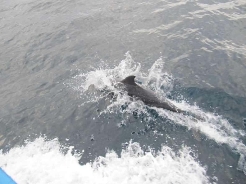 el unico delfin que vi por la isla !!! :-(