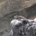 una de las primeras tantas iguanas que encontrariamos en el viaje