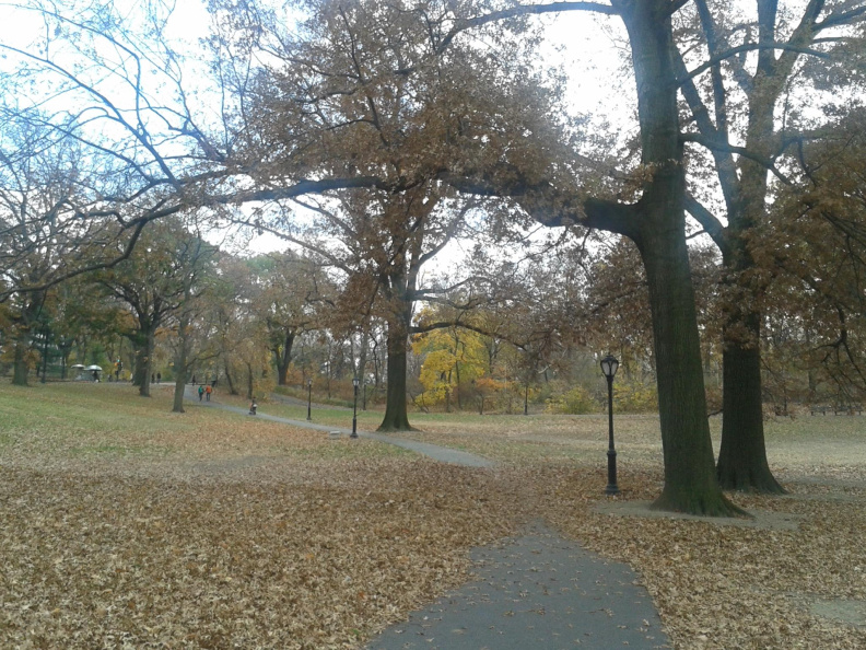 Una de las tantas rutas del Central Park
