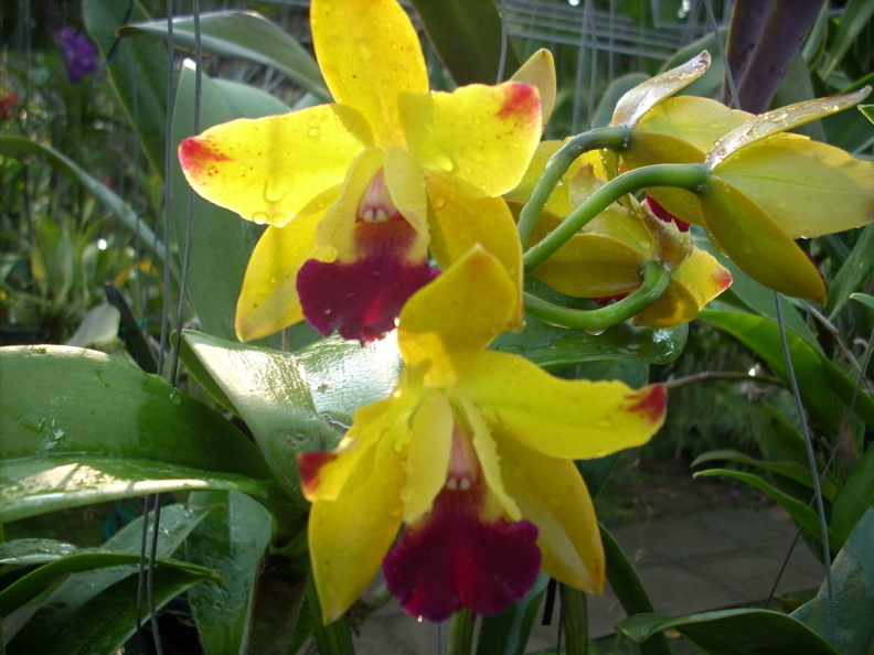 mae ram-granja orquideas mariposas-042