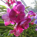 mae ram-granja orquideas mariposas-015