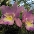 mae ram-granja orquideas mariposas-019