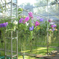mae ram-granja orquideas mariposas-022
