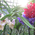 mae ram-granja orquideas mariposas-023