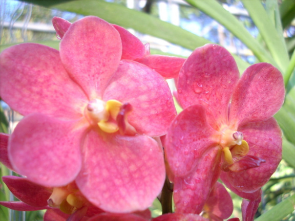 mae ram-granja orquideas mariposas-024