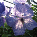 mae ram-granja orquideas mariposas-036