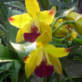 mae ram-granja orquideas mariposas-042