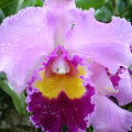 mae ram-granja orquideas mariposas-043