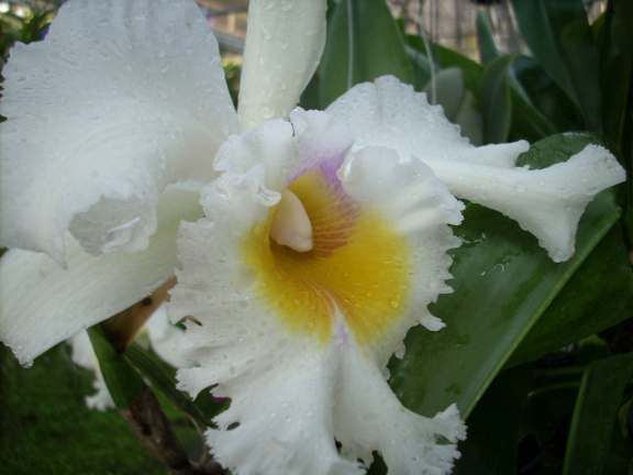 mae ram-granja orquideas mariposas-044