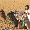 Camellos listos para el viaje